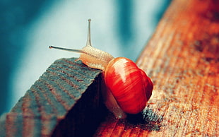selective focus of brown snail on brown wooden surface