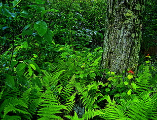 photo of green fern plants during daytime