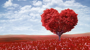 heart shaped red tree during daytime HD wallpaper