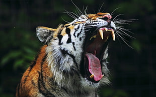 orange and white tiger, animals, tiger, open mouth, nature HD wallpaper