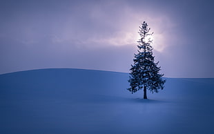 green pine tree during winter HD wallpaper