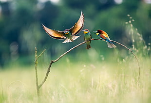 shallow focus photography of three multicolored birds, landscape, nature, birds, bee-eaters