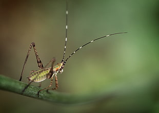 green Cricket perched on green leaf in macro photography