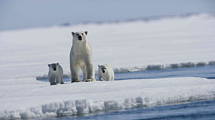 white Polar bear with two cubs on snow