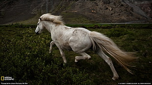 white horse screengrab, animals HD wallpaper