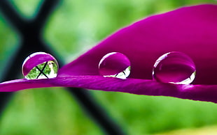 water droplets in pink petal