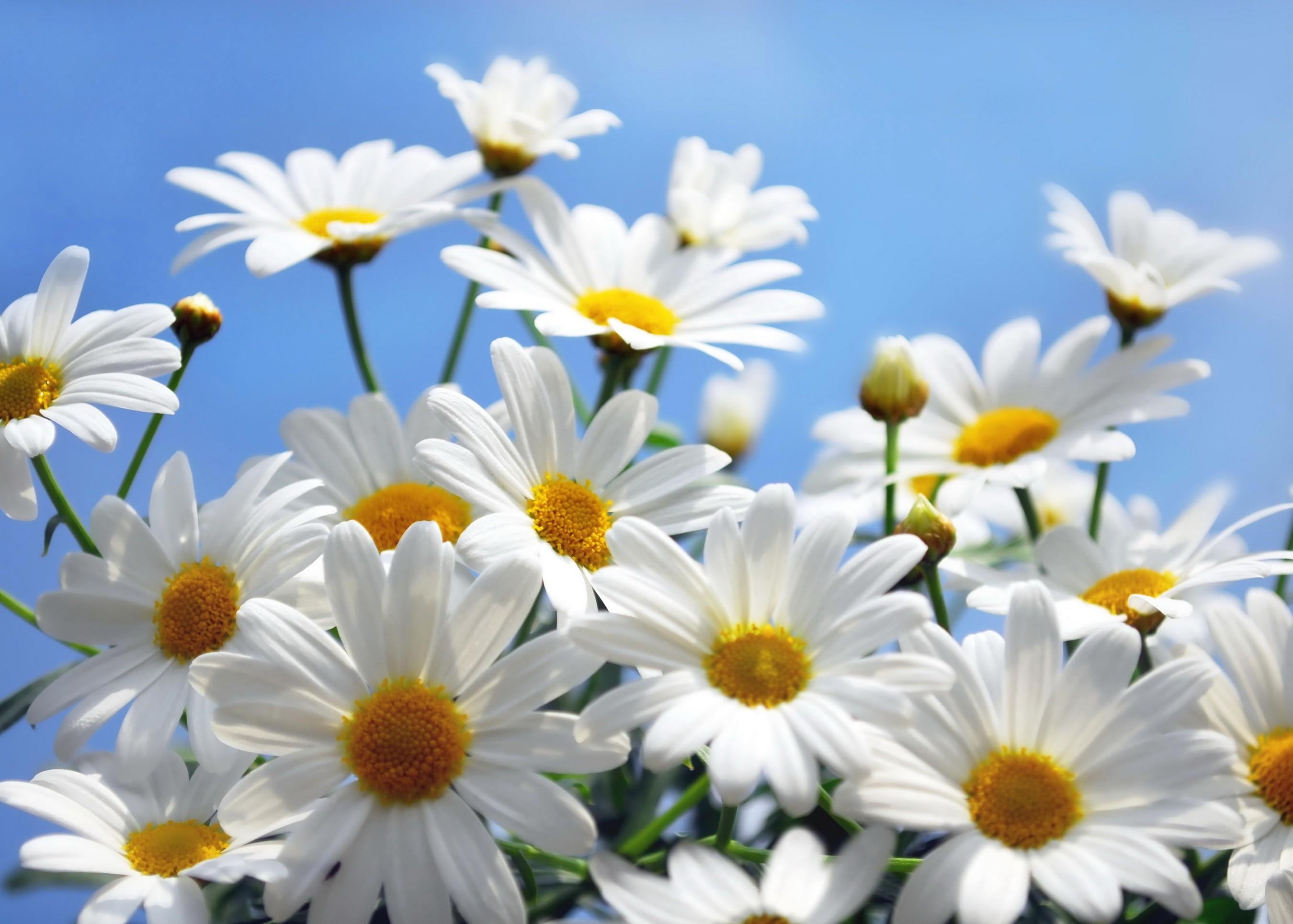 white Daisy flowers