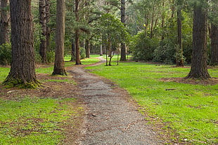 green-and-brown leafed trees, forest, New Zealand