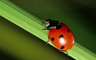 red ladybug on green plant stem in closeup photo