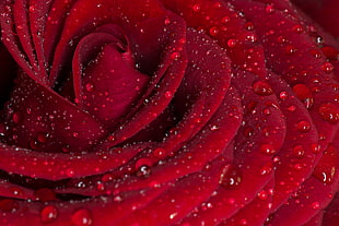 macro photography of Rose flower with water drops