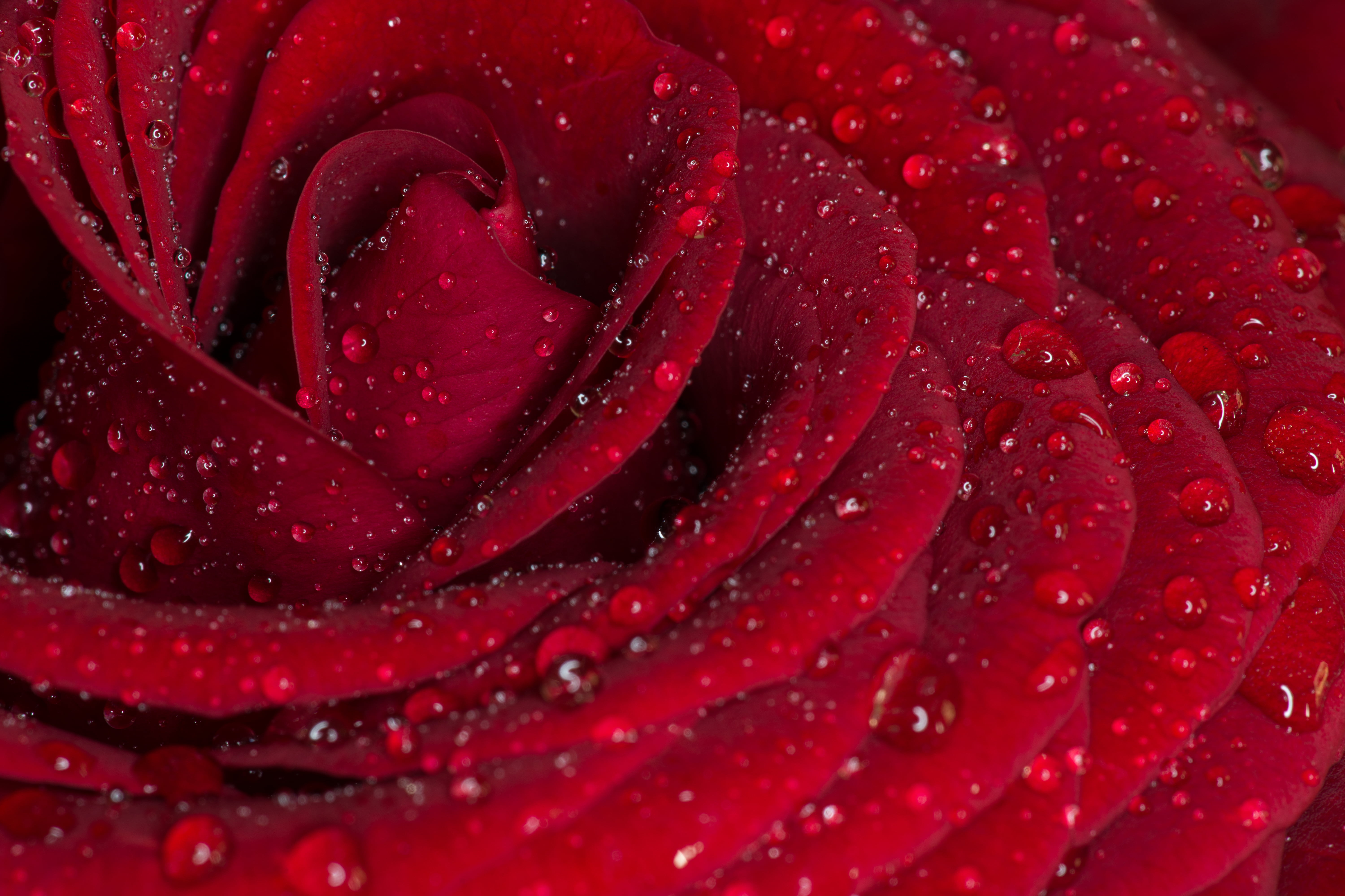 Image of Macro shot of water droplets on rose petal