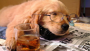 clear drinking glass, dog, glasses, newspapers, drink
