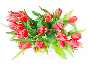 red Tulip flowers