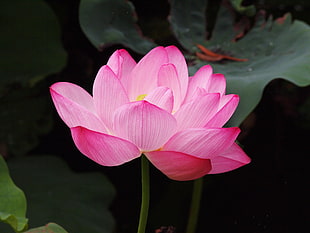 pink Lotus flower in close up photography HD wallpaper