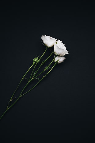 white roses, Roses, Bouquet, White HD wallpaper