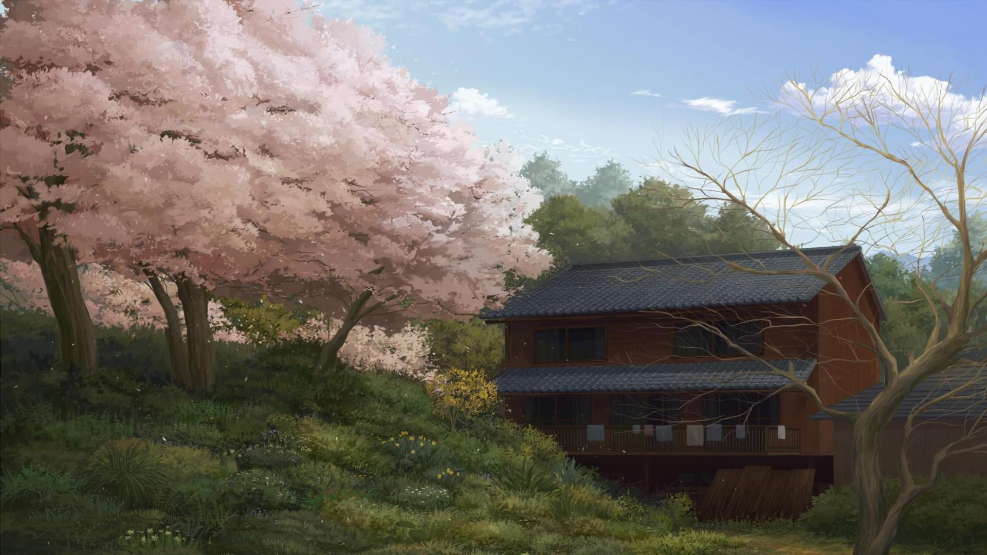 1366x768 resolution | pink sakura trees near the wooden house painting