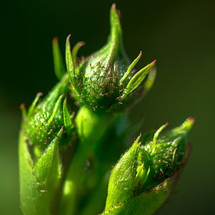 selective focus of green plants