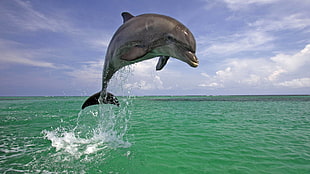 gray dolphin, animals, dolphin, sea, jumping