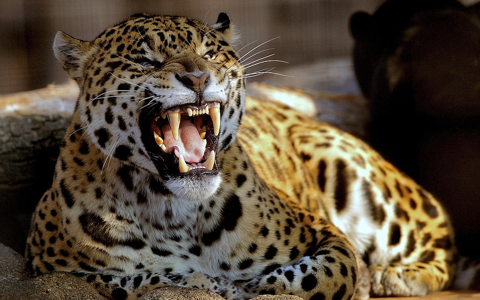 leopard, animals, leopard (animal) HD wallpaper