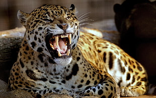 leopard, animals, leopard (animal)