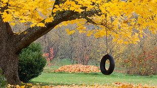 auto tire swing hanging on yellow tree