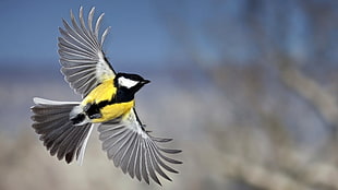 yellow-grey-and-black bird, birds, titmouse, great tit, animals