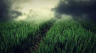 green grass field, grass, road, smoke HD wallpaper