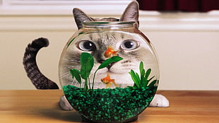 two goldfishes, cat, aquarium, goldfish, distortion HD wallpaper