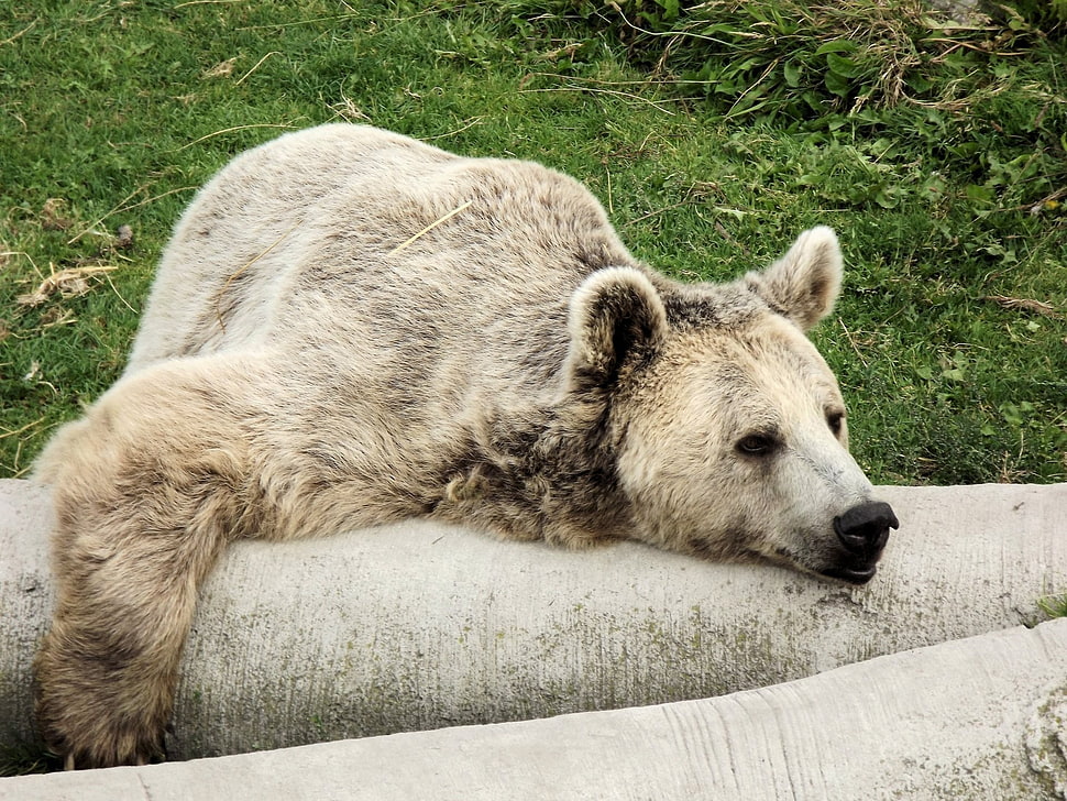 white Bear HD wallpaper
