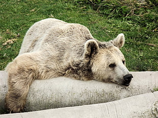 white Bear