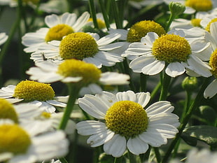 photography of white flowers
