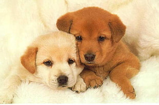 yellow and dark Labrador Retriever puppies