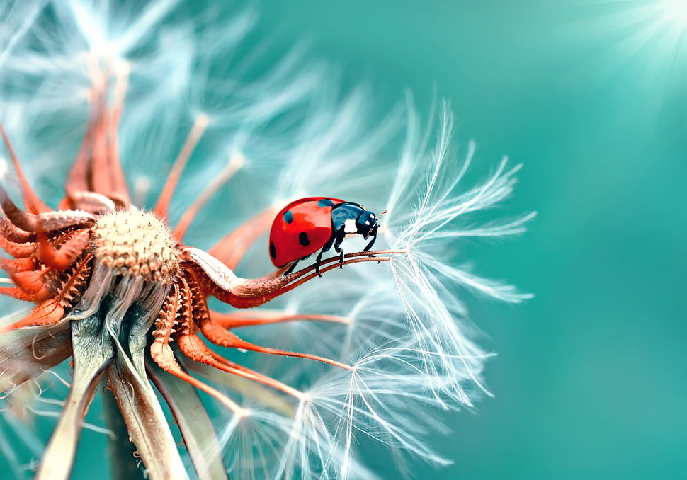 black and red ladybird, animals, insect, beetles, macro HD wallpaper