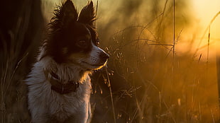 short-coated white and black dog, animals, dog, sunlight, twigs