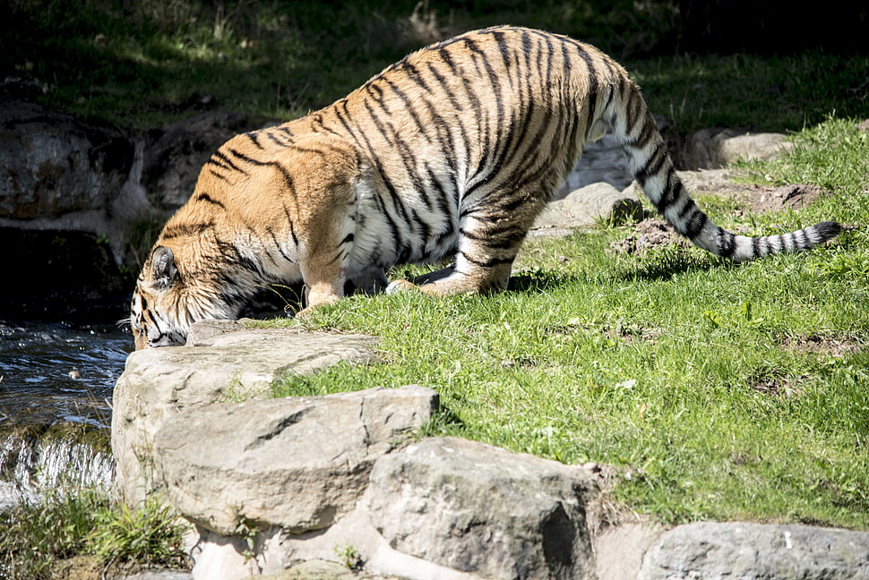 Tiger on ground covered with grass HD wallpaper