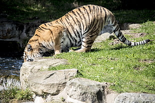 Tiger on ground covered with grass