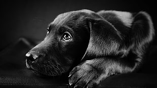black Labrador retriever puppy, dog, animals, Labrador Retriever, black