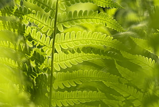 closeup photo of green fern plant