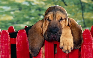 bloodhound puppy on red wooden fence