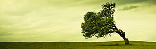 green trees, trees, landscape, multiple display, nature