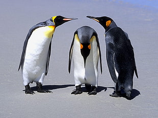 three penguins on gray surface during daytime