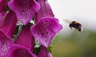 selective focus photography of honeybee near purple Foxglove flower