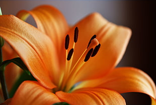 orange flower HD wallpaper