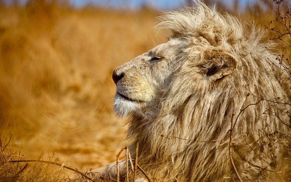 animal photography of a lion during daytime HD wallpaper