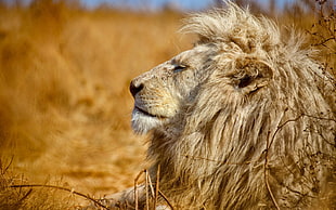 animal photography of a lion during daytime