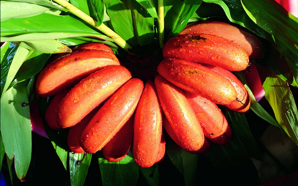 red fruit HD wallpaper