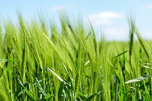 shallow focus photography of green grass field during daytime