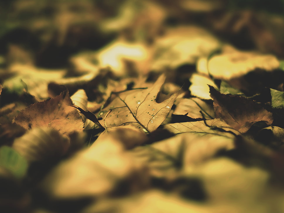 macro shot photography of dried leafs, nature, leaves HD wallpaper
