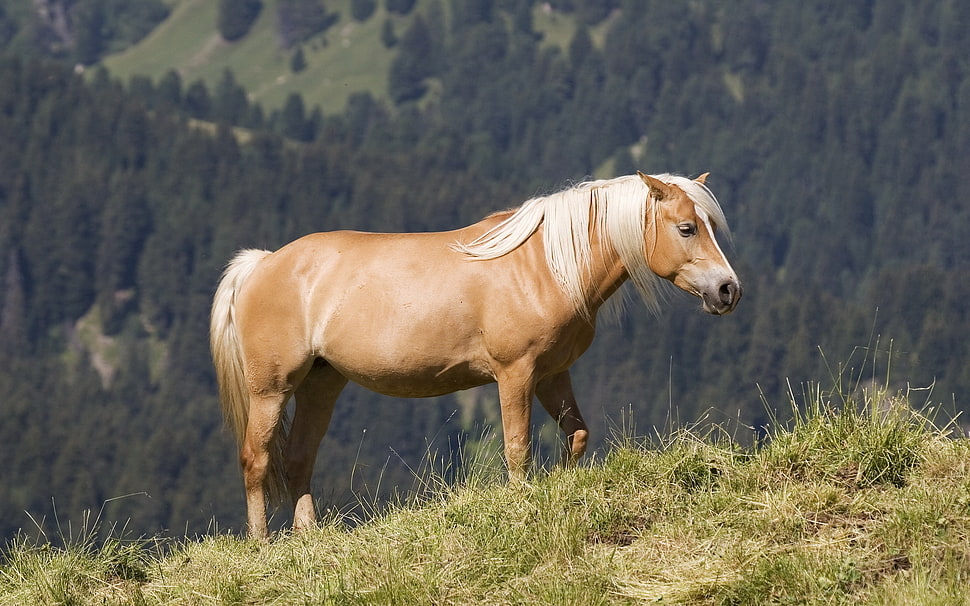 brown and white Horse on grass field HD wallpaper