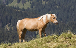 brown and white Horse on grass field